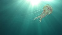400 Pélagie (Pelagia noctiluca)